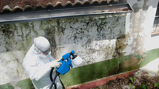Trusted Mold Removal service in Lyndhurst, VA - Cheap Mold Removal